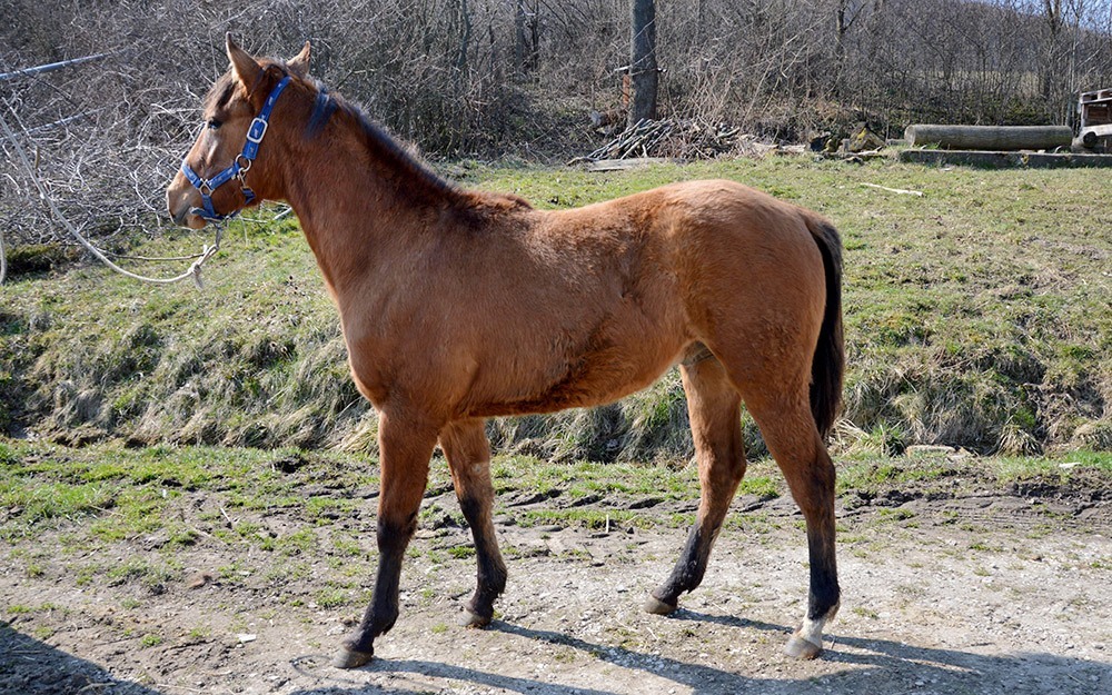 Quarter horse žrebec na predaj